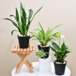 air-purifier-plants-